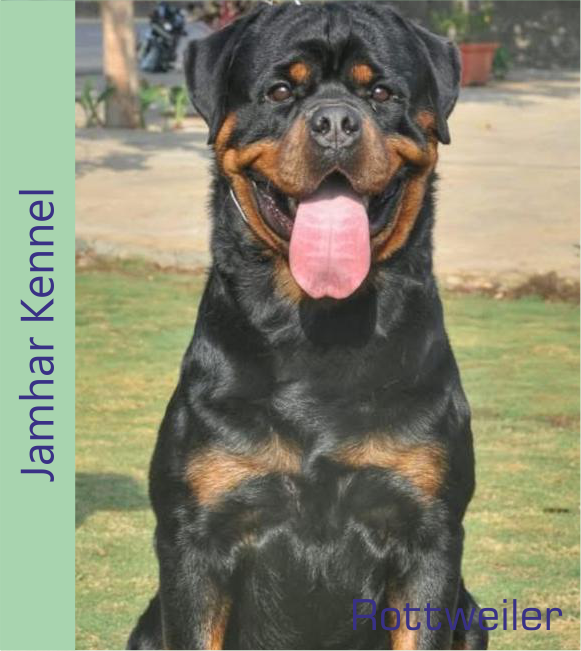 Rottweiler